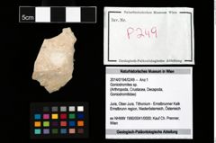 Foto (Objekt + Etikett) von Goniodromites sp.  (NHMW-GEO-2014-0194-0249)